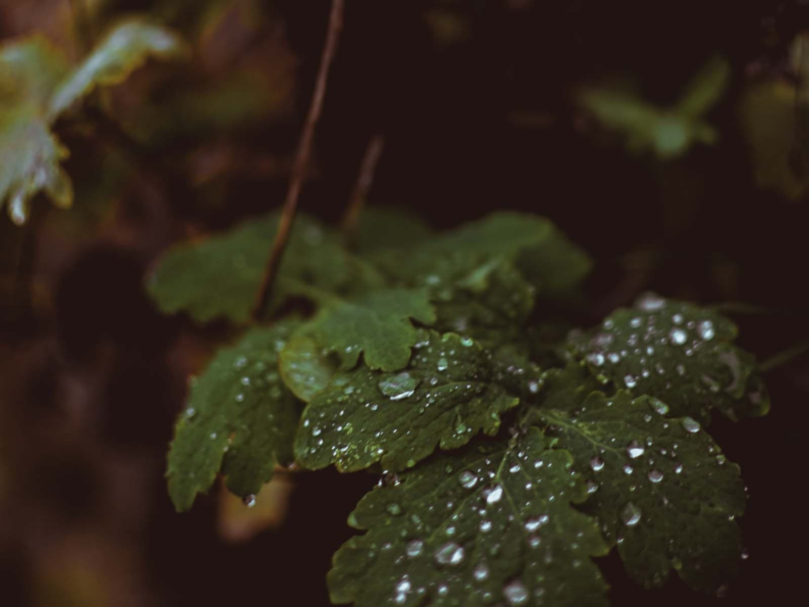 FERR istock 87 1600px